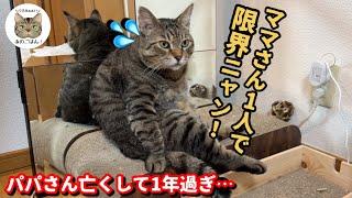 【保護猫多頭飼い】ママが限界になりました…心配する元ボス野良猫が取った行動とは！？