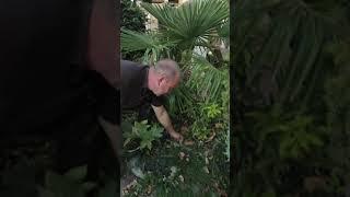 Пальма Трахикарпус Форчуна