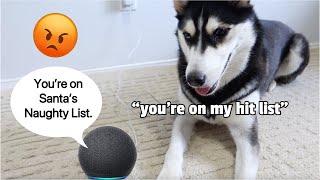 Alexa Tells My Husky She's On Santa's BAD LIST!