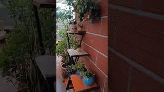 Glimpse of my Garden #viral #youtube shorts #garden #trending #flowers