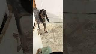 Bluetick Coonhound Puppy Trying to Howl #shorts #shortvideo #funnydogs #dogs #cutedog #viral #dog