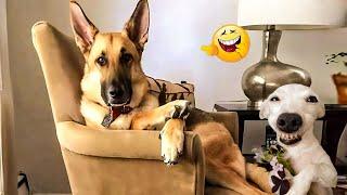 The Ultimate Cats & Dogs Compilation  Funniest Animal Videos for Non-Stop Laughs