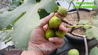 Harvesting fig in the yard of the house - fig trees in pots | Indonesia Cakmojib Garden