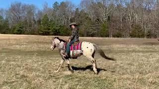 “War Chief” The handsome Jack of all trades!! consigned to horsebid.com online auction!