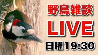 野鳥の雑談LIVE～東北に帰ってきました！   No.69