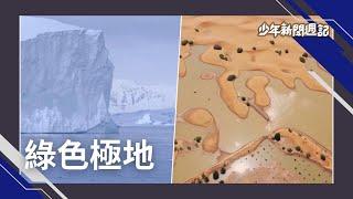 全球暖化奇景！"南極洲"植被覆蓋，綠油油一片？"撒哈拉沙漠"罕見下暴雨？兩天降下全年雨量？#少年新聞週記