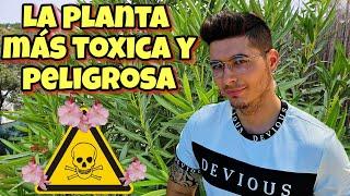 Esta planta es 100 veces + TOXICA que cualquier OTRA! ️