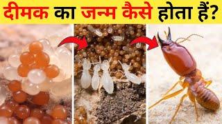 दीमक का जीवन चक्र | Termite Life Cycle Video | Life Cycle Of Termites In Hindi | Dimak Ka Janm