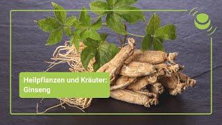 Ginseng – Alles, was du über seine Wirkung wissen solltest.