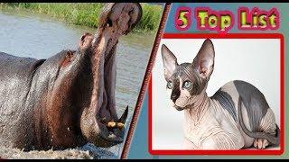 Looking 05 Animals Without Hair | Bald  | HAIR LESS | 5 TOP LIST