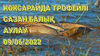 КОКСАРАЙ №2-көпірде, ТРОФЕЙЛІ сазан балық аулау 2022 жыл.