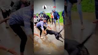 dog res Kolhapur| Dog Race | Kolhapur Dog Racing/Dog Race Maharashtra/Dog Race kolhapur #shorts