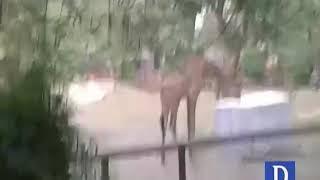 Giraffes at Lahore zoo