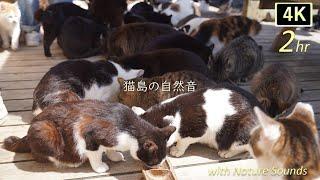 【猫島の自然音 2nd】猫たっぷり！猫島の癒しのオアシス2時間。猫島の自然な音でリラックス！