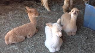 Baby alpaca yawning