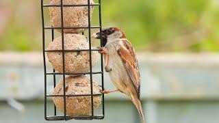 Birds in our garden