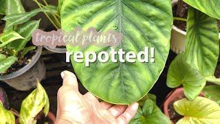 Create a well-draining potting mix for houseplants in the Philippines