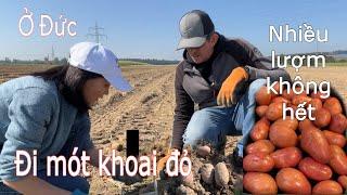 Đi mót khoai đỏ chủ farm bỏ ngoài ruộng. Người Việt ở Đức | Cuộc sống nông thôn ở Đức