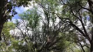 Russ Yusupoff ,Hawaii trip with Igor Kocharov. Wild mango eating)).