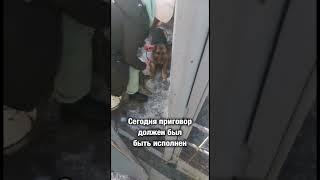 Немецкую овчарку привезли усыплять  Амур попал в ад