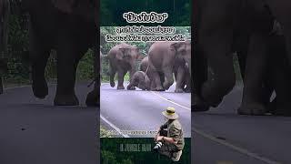 น้องใบข้าวลูกเกิดใหม่ของแม่บุษบา #อุทยานแห่งชาติเขาใหญ่ #elephant #ช้างป่าเขาใหญ่