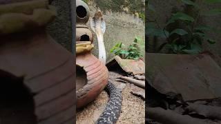 50-50 krack jack cobra snake #snake #viralvideo #trending #youtubeshorts #shorts