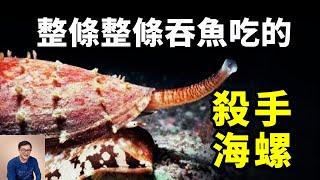 殺手海螺：毒鏢能殺死恐龍，整條整條吞魚吃！最被低估的海螺家族，其實臥虎藏龍！【老肉雜談】#動物 #海鮮 #野生動物 #海螺 #海洋生物