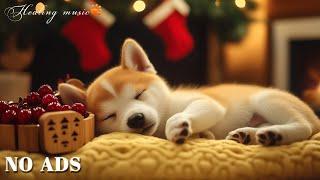 [LIVE] Dog MusicRelaxing Music to Relieve Dog StressDog Sleep MusicDog Calming Music Video#86