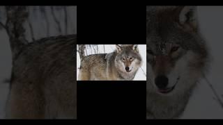 DOGS and WOLVES #podcast #history #ancient #shorts #dogs #wolf #wolves #paleo #culture #humanity