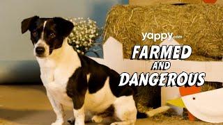 Farmed and Dangerous Dog Toys & Treats | Yappy.com