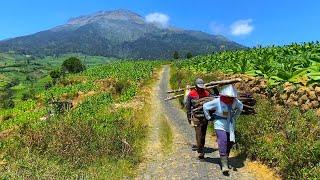 KEHIDUPAN DI DESA LAUTAN TEMBAKAU