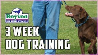 3 Week Residential Dog Training Program At Royvon