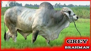 Huge Grey Brahman Bull | UN Farm | Thailand | บราห์มัน | Collected Video