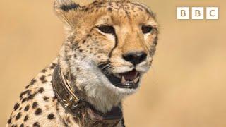 Cheetahs on a DANGEROUS wildebeest hunt  Dynasties II - BBC