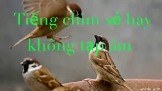 Tiếng chim sẻ gọi bầy. Tiếng chim sẻ non. Tiếng chim sẻ mồi