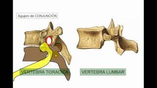 COLUMNA 3