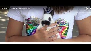 El CONEJO, la mascota ideal para niños. Buf, el conejito de Etna.