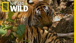 When a Tiger Hunts | Secret Life of Tigers