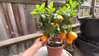 Otaitense Orange / Red Lime / Otaheite Acidless Rangpur Lime - European plant haul (14)