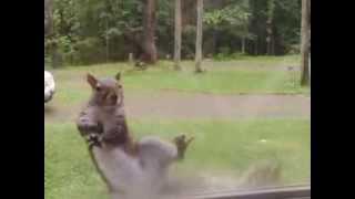 feeding pet squirrel