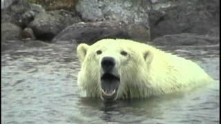 Polar Bear Encounter - Adventures North