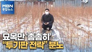 LH 땅투기 지역 주민들 "온갖 규제로 묶더니 자기네들은 투기" [MBN 종합뉴스]