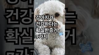 강아지가 건강하다는 확실한 증거 7가지! #강아지  #건강 #건강정보  #강아지건강  #행복한강아지  #랭킹