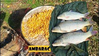 Ambarac, košava i šarani - ko se zadnji naspava-najslađe se naspava - PECANJE ŠARANA | CARP FISHING