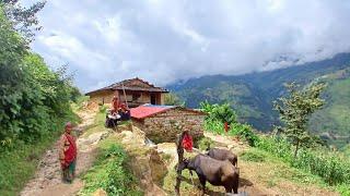 most peaceful And Organic Himalayan village || Daily Activities people in Nepali village lifestyle