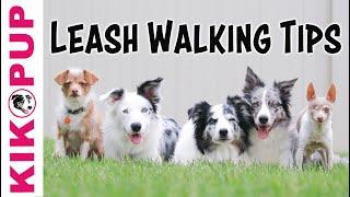 Loose Leash Walking TIPS