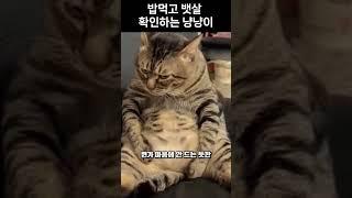 밥먹고 뱃살 확인하는 냥냥이