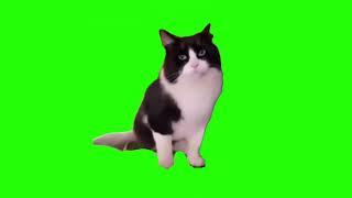 Meme Cat Mr.chief Face The Camera Green Screen