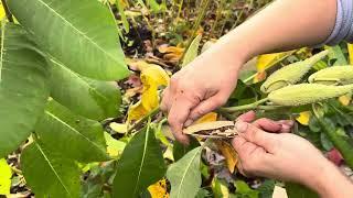 How to harvest Common Milkweed (Asclepias syriaca) seeds