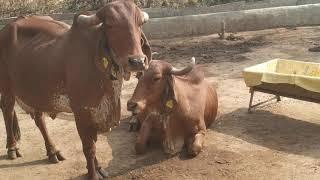 bana dairy farm sursura kishangarh Ajmer st Rajasthan 8104584096     8104236525